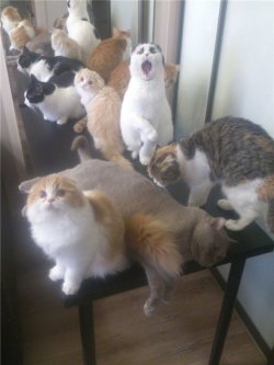 charlesoberonn:  There’s not a single cat
