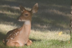 writhe:a baby under the old apple tree