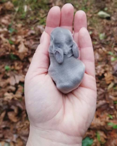 everythingfox: Tiny bun