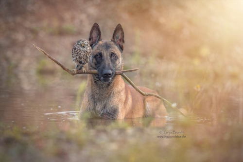 missharpersworld:laralye:  mymodernmet:  Dogs may be man’s best friend, but Ingo the shepherd dog’s special buddy is Poldi, a little owl who loves to pose for pictures and cozy up to his canine pal. Germany-based animal photographer and collage artist