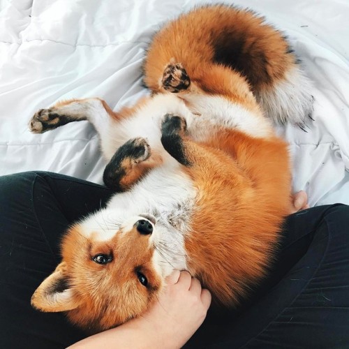 everythingfox:Juniper the Fox