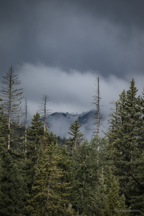Cloud Whisperers - that’s what trees are. Shoshone National Forest, Wyoming© riverwindphotograp