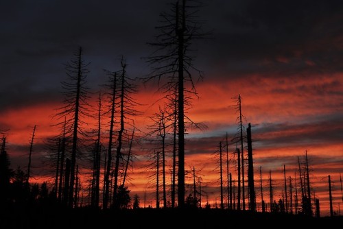 sunset behind the dead forest