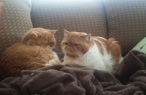 Garfield and Chester