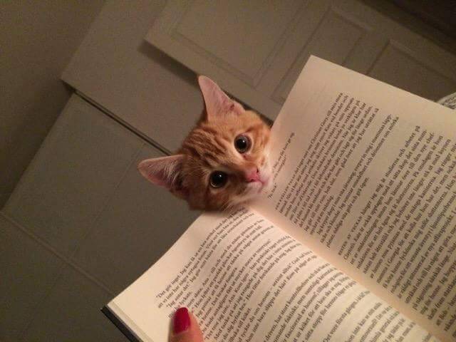 imponuar:  Momento tierno del día.