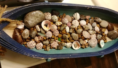 My collection of Petoskey stones, shark teeth, beach glass, and seashells. 