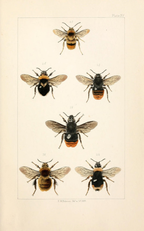 British bees. Biodiversity Heritage Library.