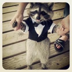 Dressed Up Animals