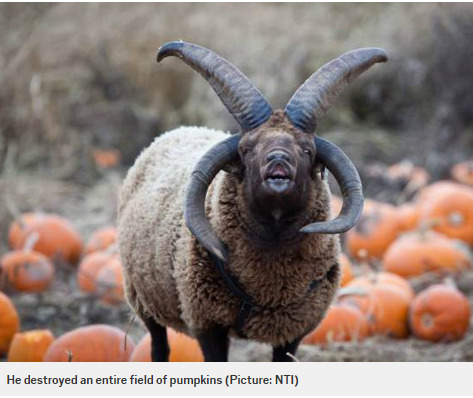 Petting zoo calls in exorcist for four-horned 'devil' sheep