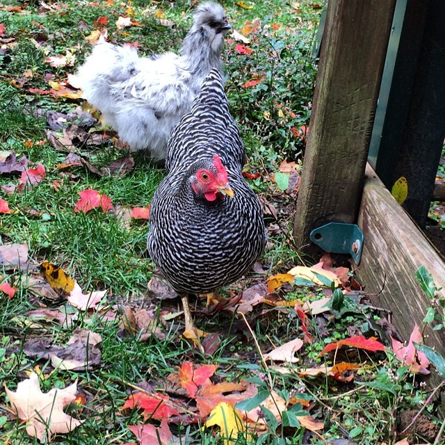 Little chickens in the bright leaves. #bantam #chickensofinstagram #autumn