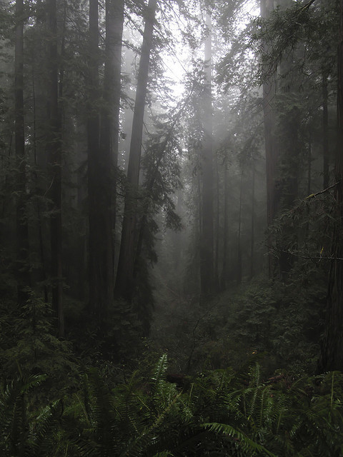 90377:Ghosts by NoRealInsight on Flickr.