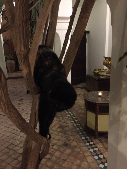 Cats Of Marrakech.