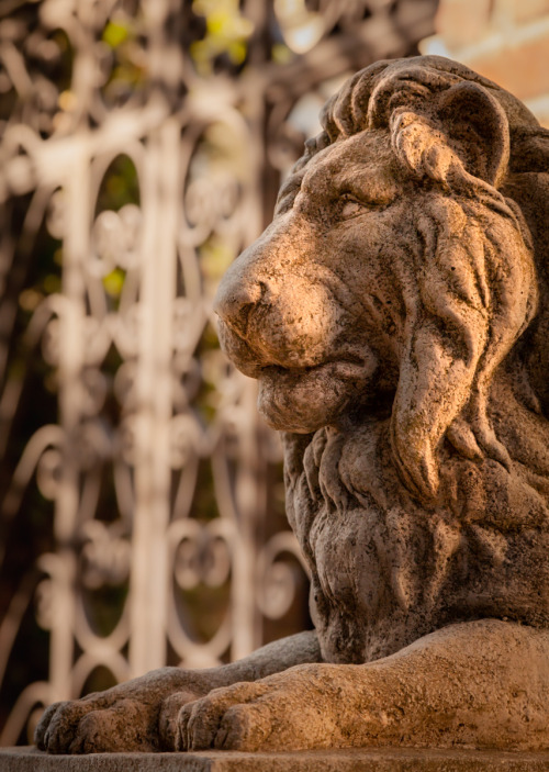 Nice Kitty - Lion at the Gate, Charleston, SC© Doug Hickok   More here&hellip;   