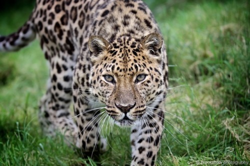 A stunning Amur Leopard at WHF Big Cat Sanctuary…