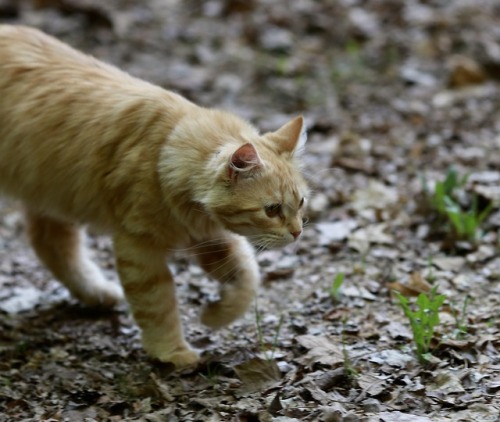 picturetakingguy:catin’ around