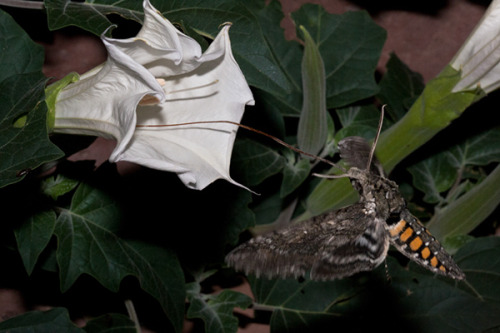 wapiti3:Hummingbird Moth feeding from DaturasBernhard Michaelis photos