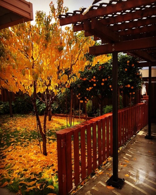 Backyard views. #fall #winter #rain #norcal #raking #jobsecurity #colors  (at Hacienda Pèrez-Garcia) https://www.instagram.com/p/BqyI_9WAYTn/?utm_source=ig_tumblr_share&igshid=1ia21ii3nz7j3