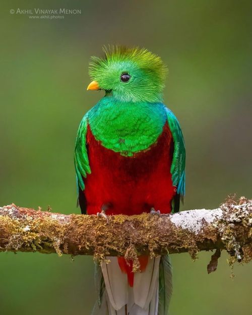 A Resplendent Splash of Colour to Brighten up your Day! Great shots taken in Costa Rica by #birdogra