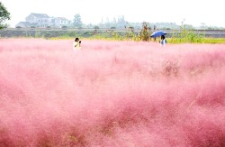 cctvnews:  Pink grass field in China enchants tourists A grass field in Shanghai has become a tourist attraction, due to its special pink color. The unique color is from the plant muhlenbergia capillaris, more commonly known as pink hair grass. It was