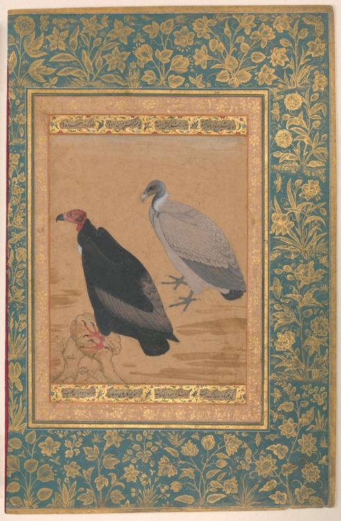 &ldquo;Red-Headed Vulture and Long-Billed Vulture&rdquo;, Folio from the Shah Jahan Album by Mansur 