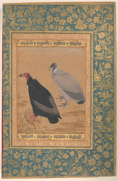 &ldquo;Red-Headed Vulture and Long-Billed Vulture&rdquo;, Folio from the Shah Jahan Album by Mansur,