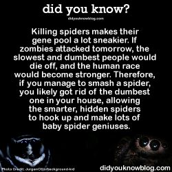 who-could-love-a-beast:  did-you-kno:  Killing spiders makes their gene pool a lot sneakier. If zombies attacked tomorrow, the slowest and dumbest people would die off, and the human race would become stronger. Therefore, if you manage to smash a spider,