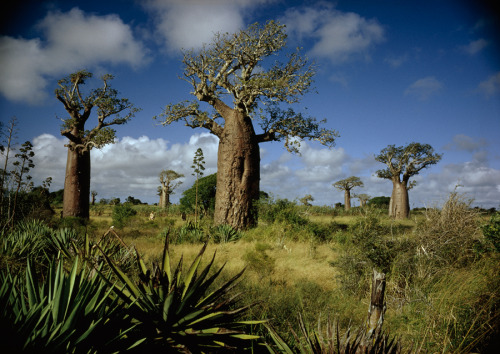 The Malagasy people in Madagascar use the pulpy fruit of baobab trees to make a drink, October 1967.