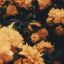 greenwitchsgarden