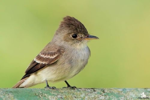 Tropical Pewee  #nature_worldwide_birds #bird_captures #your_best_birds #birdphotography #tropicalpe