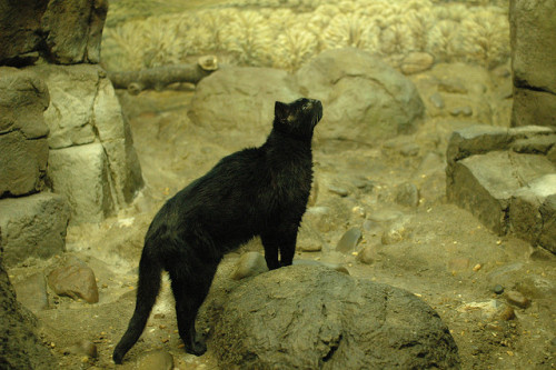 fyanimaldiversity: Black Cats and voodoo dolls  Your friendly neighborhood unlucky (or lucky, d