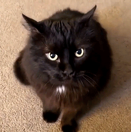 starrynightstims:Black Cat Appreciation Stimboard[ X || X || X ][ X || X || X ][ X || X || X ][Banne