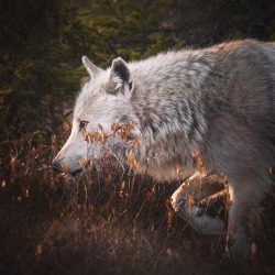 wolfsheart-blog:   Grey wolf (canis lupus)