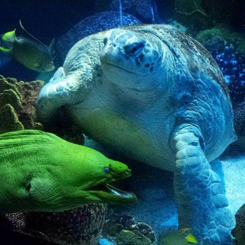 neaq: Making #green look easy: Green sea turtle and a green moray #ocean #animals