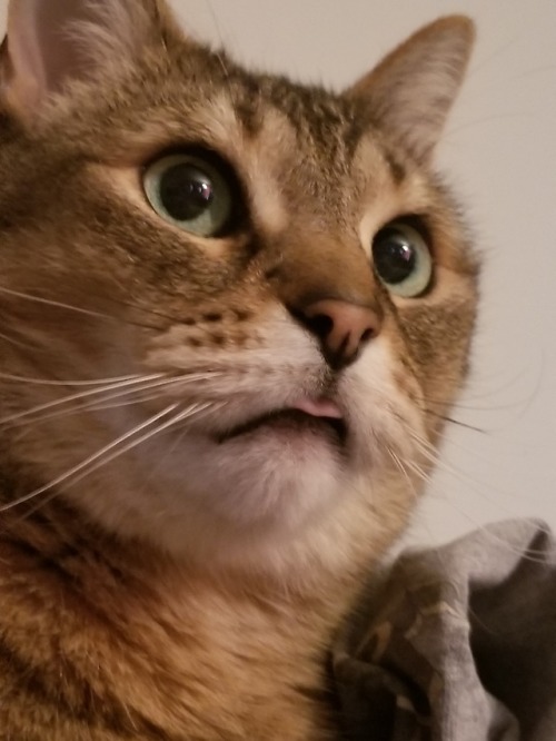 Micro-blep!