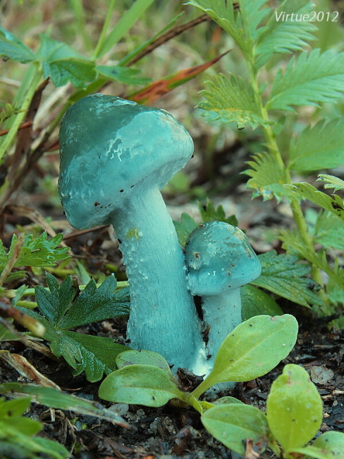 starlight-moon-witch:Blue Mushrooms 