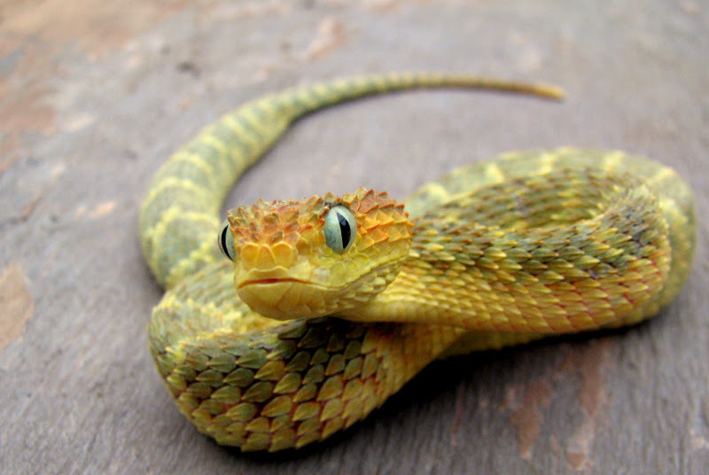 The Variable Bush Viper (Atheris Squamigera) – Ultimate Exotics