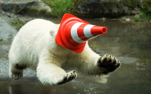 allcreatures:Proving that anything can be a fantastic toy when you’re one-year-old, polar bears Nobb