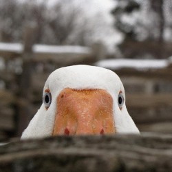 nccmrm97:  #imgfave #animals #birds #ducks