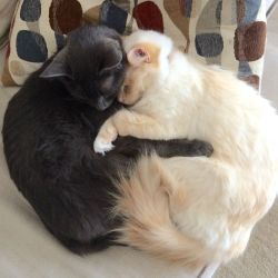 awwww-cute:  MY CATS ARE HUGGING AND I CAN’T