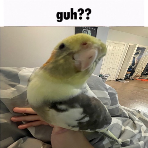 Why Is My Bird Like This. Like Bro Watchu Lookin At.