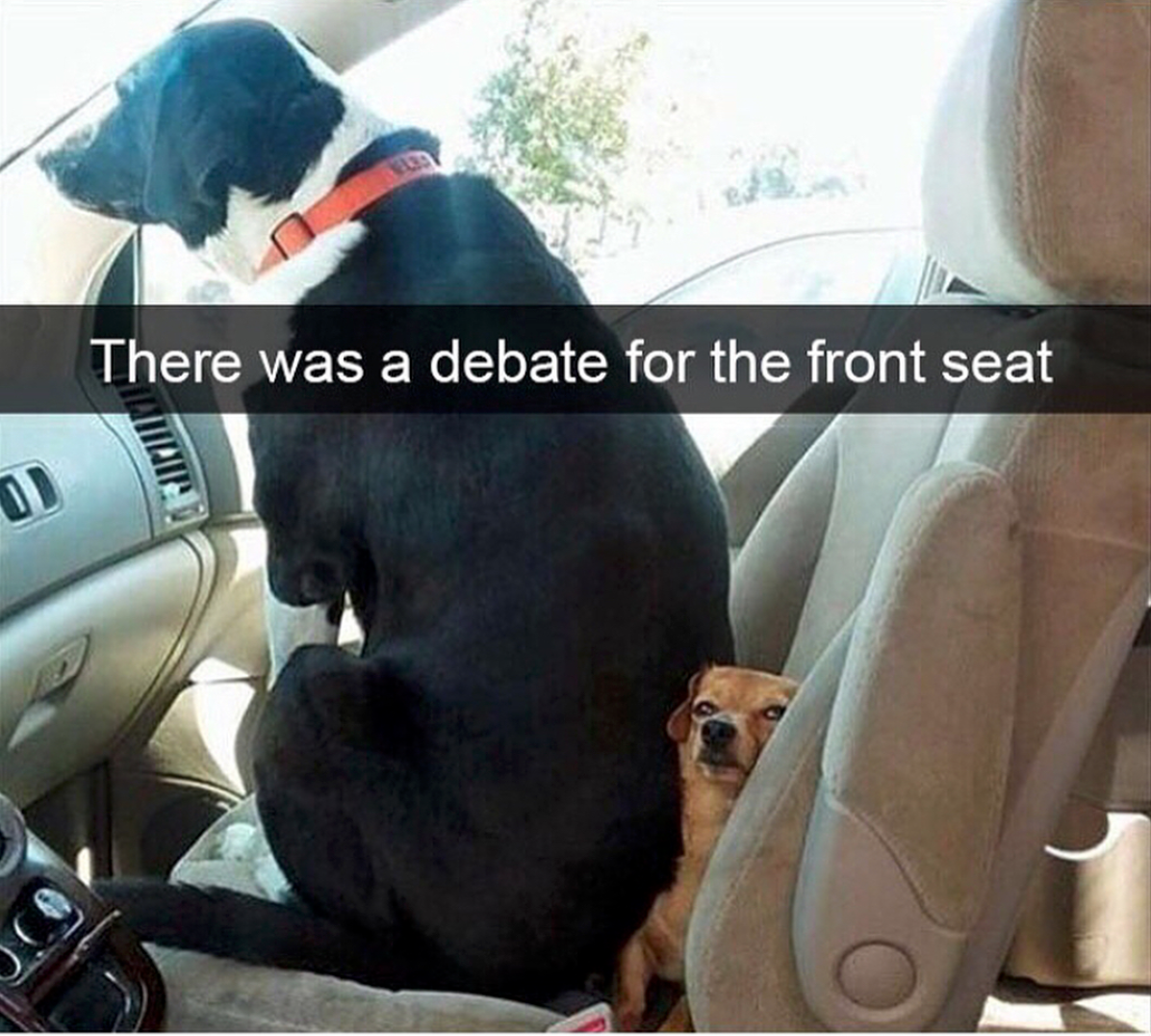 babyanimalgifs:  Animal snaps