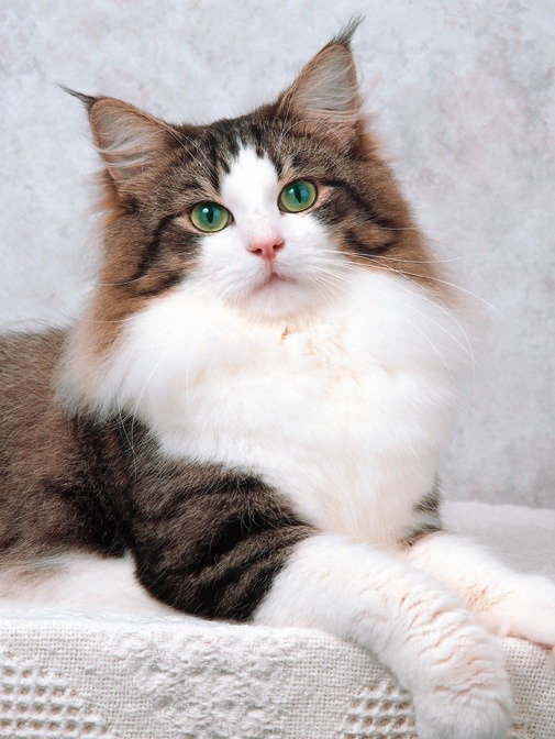cute-overload:  Norwegian Forest Cat. Now that’s one gorgeous cat!http://cute-overload.tumblr.com