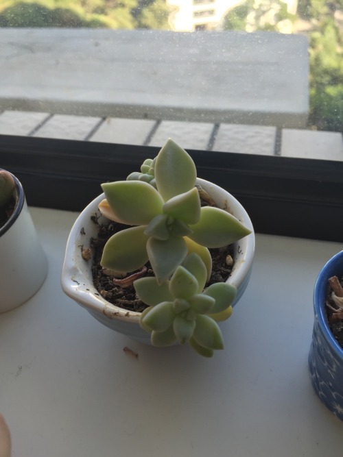 Babies born and raised in this &frac14; cup measuring cup. Might have to replant them soon!