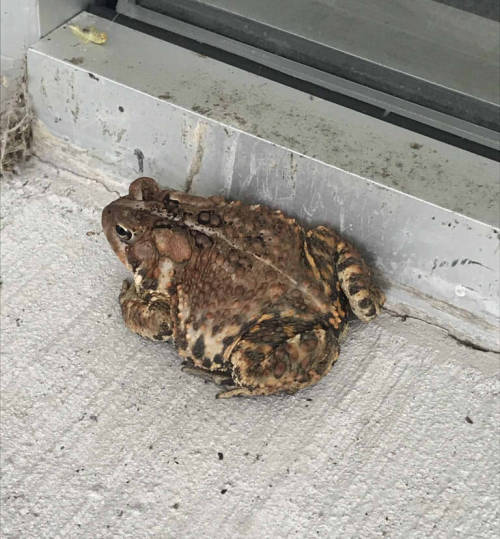 A pudgy female American toad [Anaxyrus americanus] found sitting on a porch in Lebanon, New Hampshir