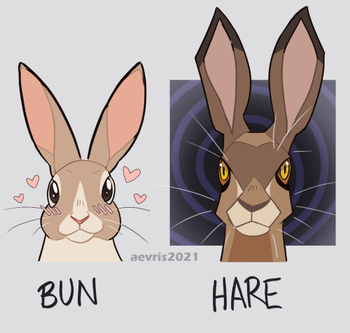 aevris:know your lagomorphs!