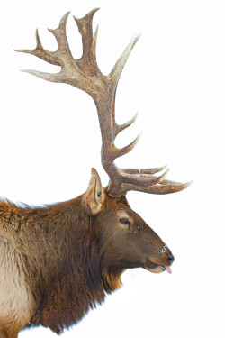 wonderous-world:  Great Elk-pectations by