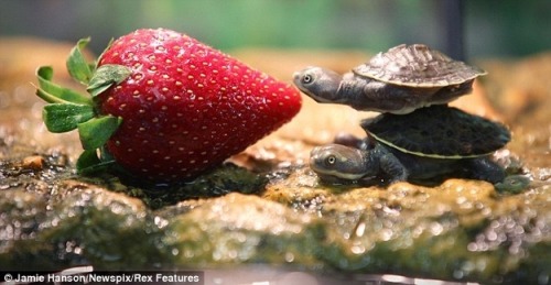 Testudunculae et Fragum Tiny Turtles and the Strawberry octemberfirst: abqandnotu: merosse: TINY TUR