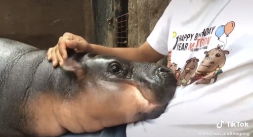 People In My Inbox Trying To Accuse Khao Kheow Zoo Of Abusing Moo Deng And Acting Like They Are Experts