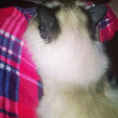 My boy! #cuddles #catlover #sealpoint #birman #cwtches