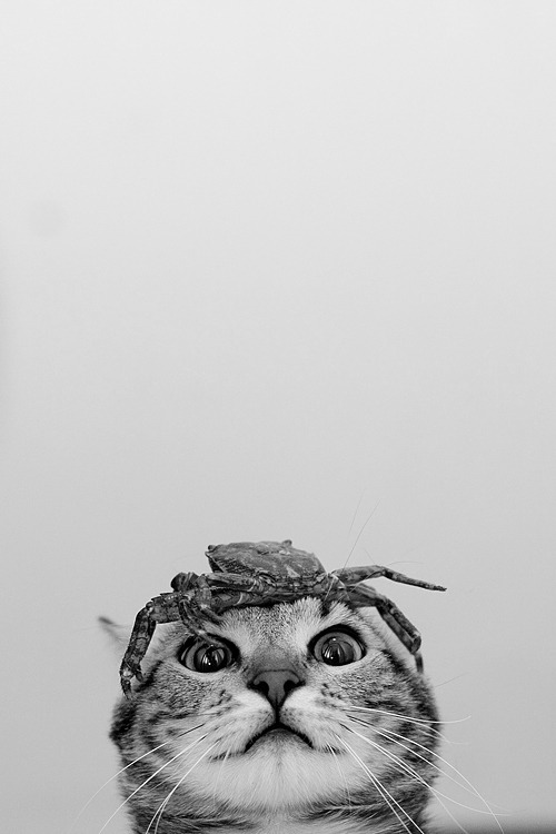 Dirty Paws